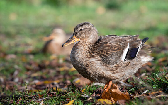 A small female brown duck stands on a green meadow in autumn. The duck has fluffed up its plumage.