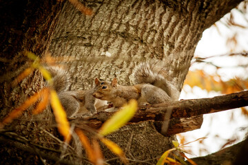 squirrels
