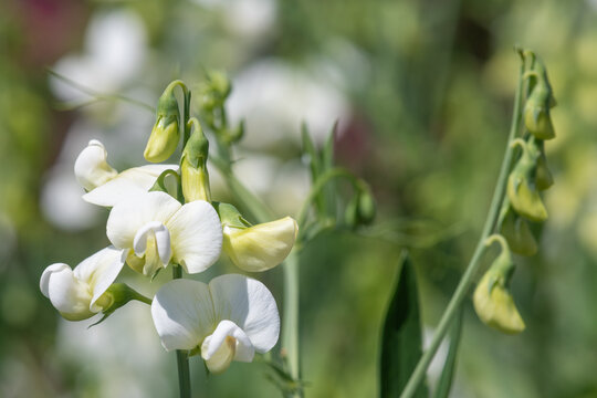 White sweet pea (lathyrus odoratus) flowers in bloom