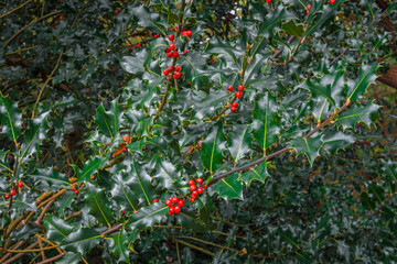 Ilex meserveae Blue Princess