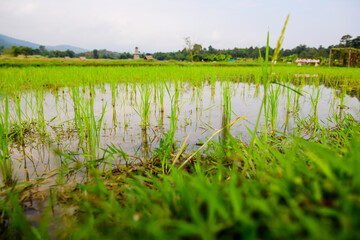Rice sprouts in the paddy field