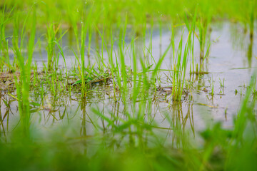 Rice sprouts in the paddy field