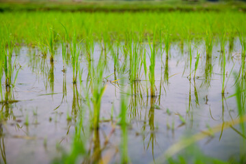 Rice sprouts in the paddy field