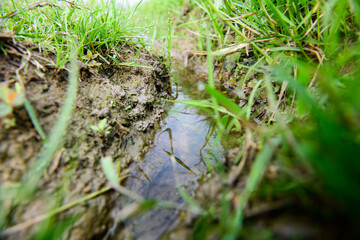 Waterway in the rice fields