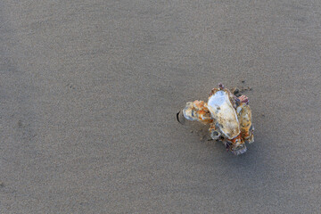 砂浜の貝殻「コピースペース」