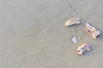 Fototapeta na wymiar 砂浜の貝殻「コピースペース」