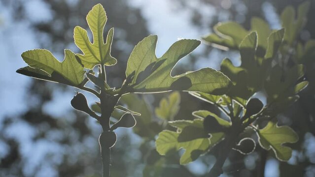 Fig tree with figs growing in the sun sunny day blue sky background south of France
