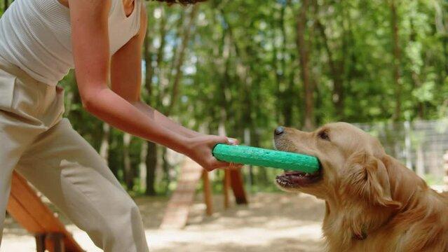 Woman cynologist training golden retriever with ring. Professional animal trainer playing with labrador outdoor. Dog walking service. Happy domestic animals.