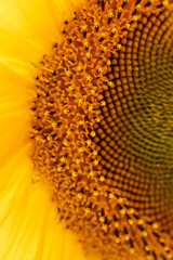 sunflower, ukraine, yelow