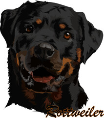 Portrait of a dog breed Rottweiler on a white background. Vector illustration