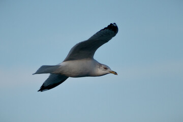 Ring-billed gull (Larus delawarensis) in flight with blue sky background.