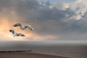 Fototapeten Flying sea gulls on the beach at Cadzand - The Netherlands. North sea landscape at sundown. Netherlands © britaseifert