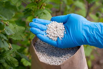 Hand in blue glove holding NPK fertilizer for bush of currant. Fertilizing garden in spring concept