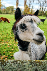 Cute lama close-up. Animals in nature on a green meadow. Farming outdoor