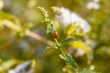 Coccinelle sur une plante dans le jardin