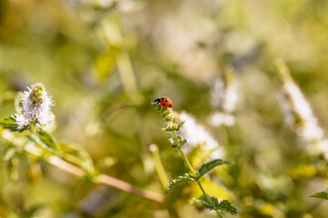 Coccinelle sur une plante dans le jardin