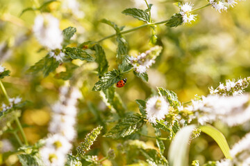 Coccinelle sur une plante dans le jardin