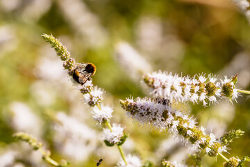 Abeille qui butine au printemps