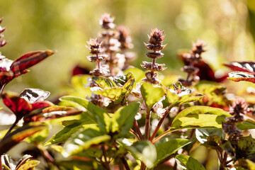 Détail du potager ensoleillé