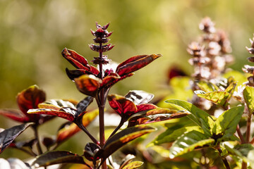 Détail du potager ensoleillé