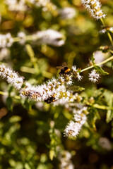 abeille, bourdon, butiner, miel, insecte, pollen, voler, apiculture, aile, nectar, pollinisation, ruche, plante, fleur, flore, floral, vert, nature, verdure, herbe, végétal, végétation, botanique, guê