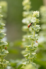 Coccinelle sur une plante dans le jardin