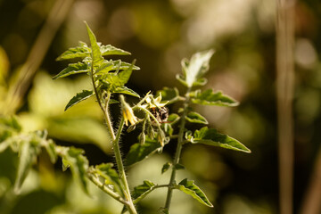 Abeille butinant dans les plantes