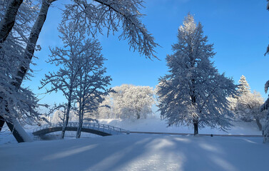 Beautiful winter landscape with trees covered with snow. Horizontal photography