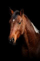 Black shot head portrait of a bay brown pinto arabian crossbreed horse isolated on black background