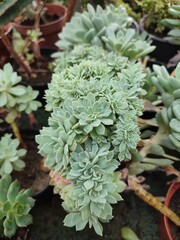 Echeveria succulent with water-filled rose-shaped leaves in a pot in a greenhouse among other potted succulents