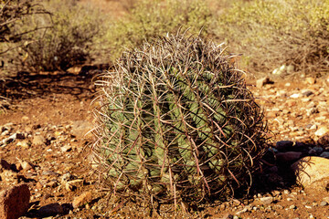 Baby Saguaro Cacti in sanoran desert US