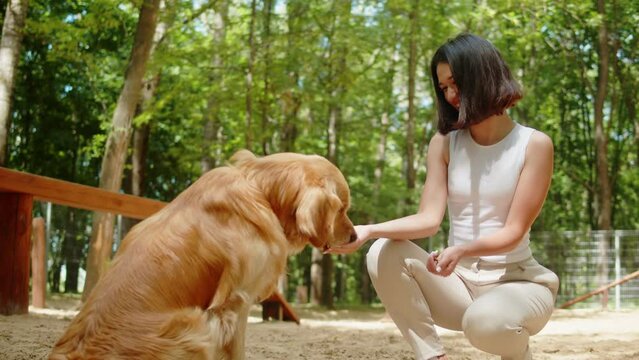 Woman cynologist training golden retriever in playground. Professional animal trainer playing with labrador outdoor in park. Dog walking service. Happy domestic animals.
