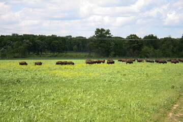 buffalo grazing in a field