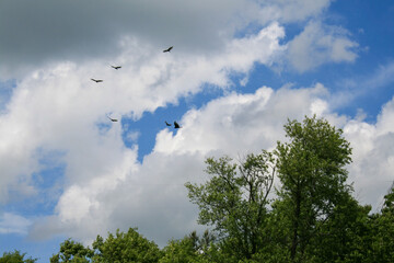 eagles and sky