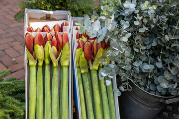 Unopened buds of red lily in large white boxes are laid out with paper for sale on the market.