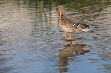 A female duck stands on a stone in the river. The bird is reflected in the water