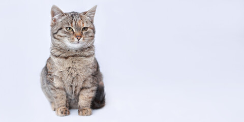 Close up portrait of a cute Kitten. Web-banner with copy space. Serious Cat. Kitten posing for the camera. Cat on a light white background. Pet. Without people. Animal background. 