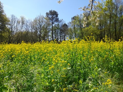 Nabos en floraci&oacute;n en Galicia