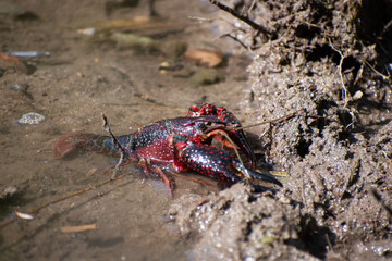 Red swamp crayfish in the river