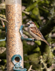 House sparrows on a bird feeder