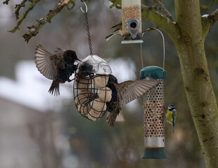 Starlings bickering and fighting at a bird feeder