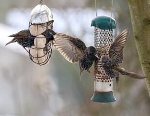 Starlings bickering and fighting at a bird feeder - obrazy, fototapety, plakaty