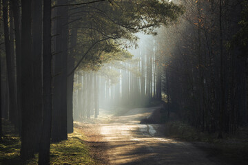Beautiful forest with the sun breaking through the fog in the distance. Winter forest landscape without snow
