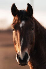 Obraz na płótnie Canvas A beautiful horse with a white spot on its head at sunset, close-up photography of a horse 