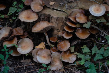 Mushrooms in the forest 3