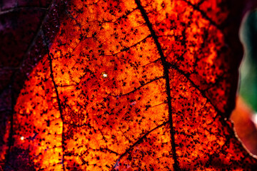 A Close Up of an Orange Leaf