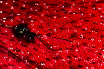 A Macro of a Red Leaf