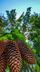 Pine cones on a tree