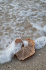 love-shaped dry leaves on the sand