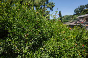 Pomegranate shrub in blossom at Pompeii ancient city, Italy.